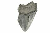 Partial, Fossil Megalodon Tooth #193992-1